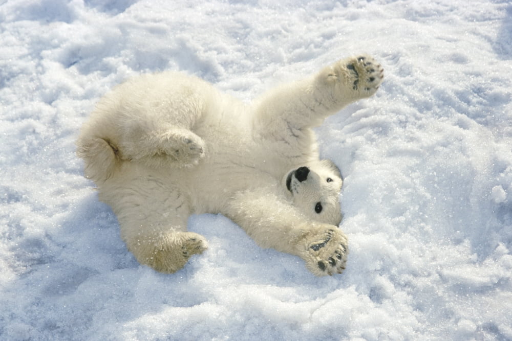 Polar Bear Cub Playing In Snow Alaska Zoo Canvas Art - Mark Newman  Design Pics (34 x 22)