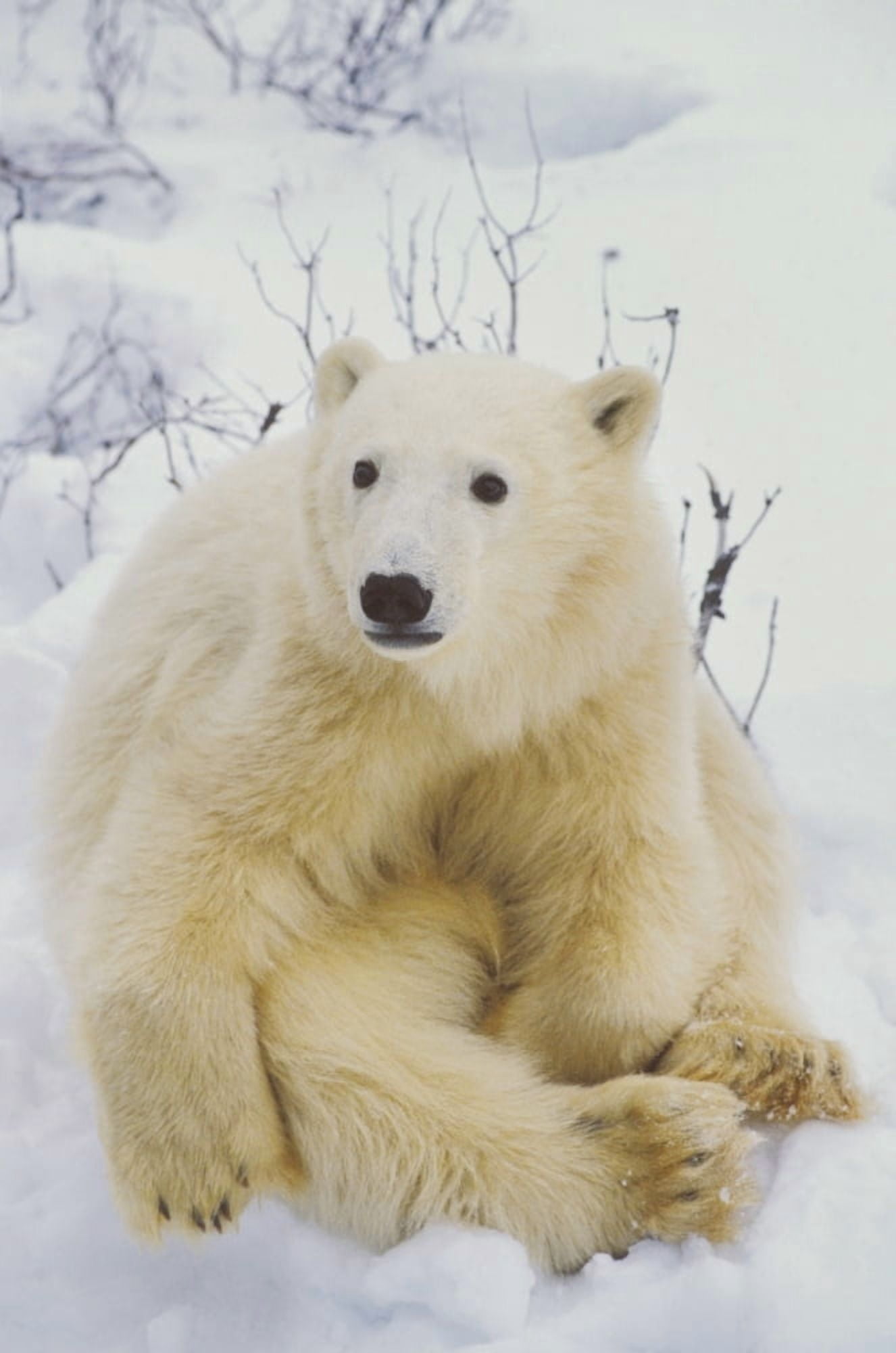 Polar Bear Cub Sitting Canvas Art - John Pitcher Design Pics (11 x 17)