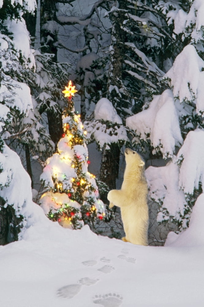 Polar Bear Cub Standing On Hind Legs Looking Star On Christmas Tree In Forest Alaska Winter Composite Canvas Art - Composite Image Design Pics (11 x 17)