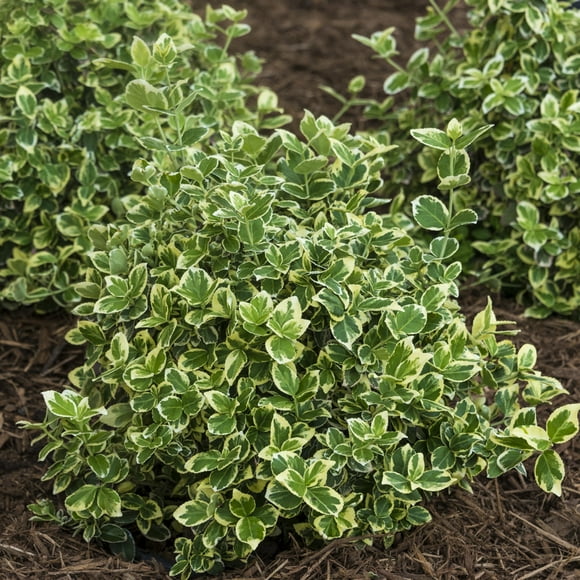 Polar Bear Euonymus, Broadleaf Evergreen Ground Cover Shrub grown in a 1.50 gal. pot(1-Pack)