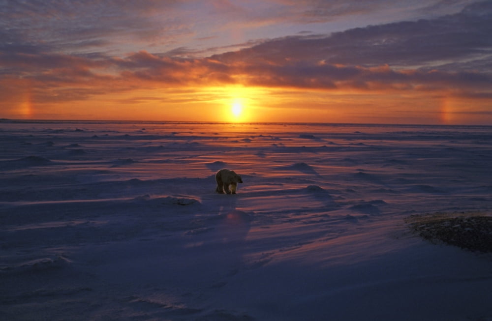 Polar Bear In Arctic Sunset Canvas Art - John Pitcher Design Pics (17 x 11)