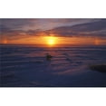 thumbnail image 1 of Polar Bear In Arctic Sunset Poster Print, 1 of 2