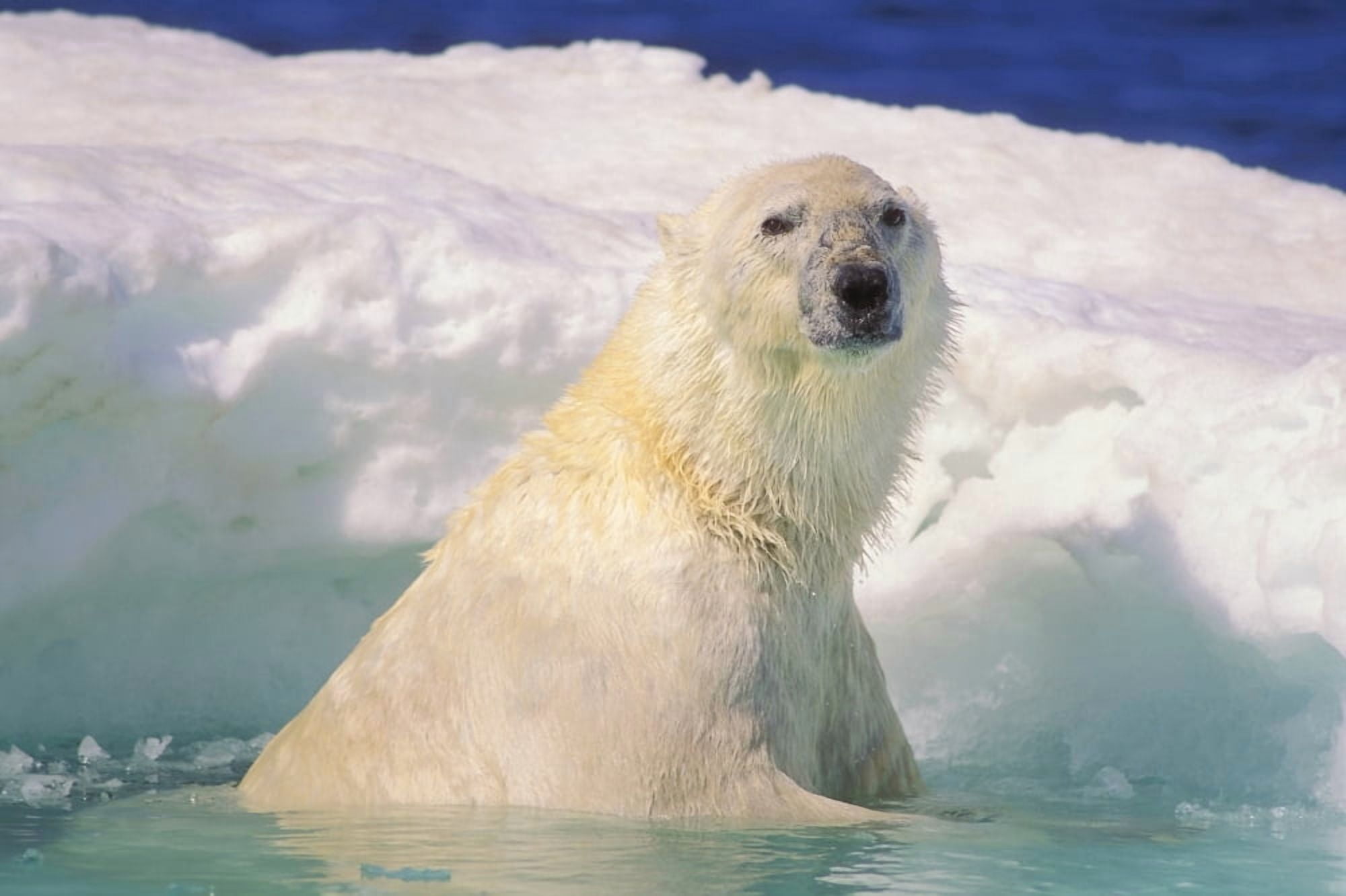 Polar Bear In Ice Pool Canvas Art - John Pitcher Design Pics (34 x 22)
