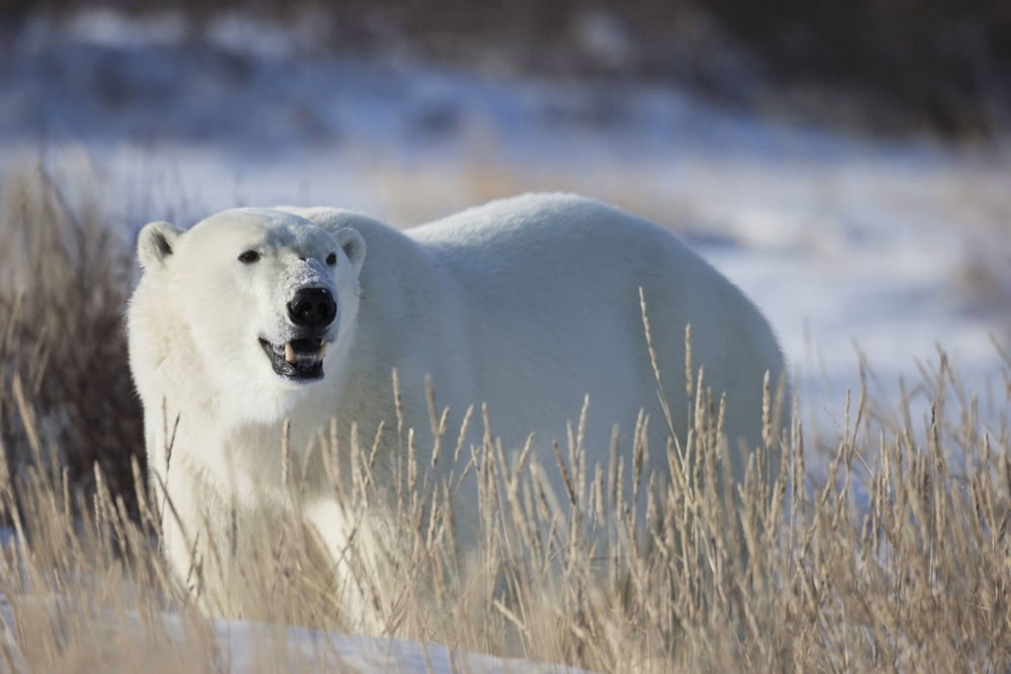 Polar Bear In The SunshineChurchill Manitoba Canada Canvas Art - Robert Postma Design Pics (38 x 24)