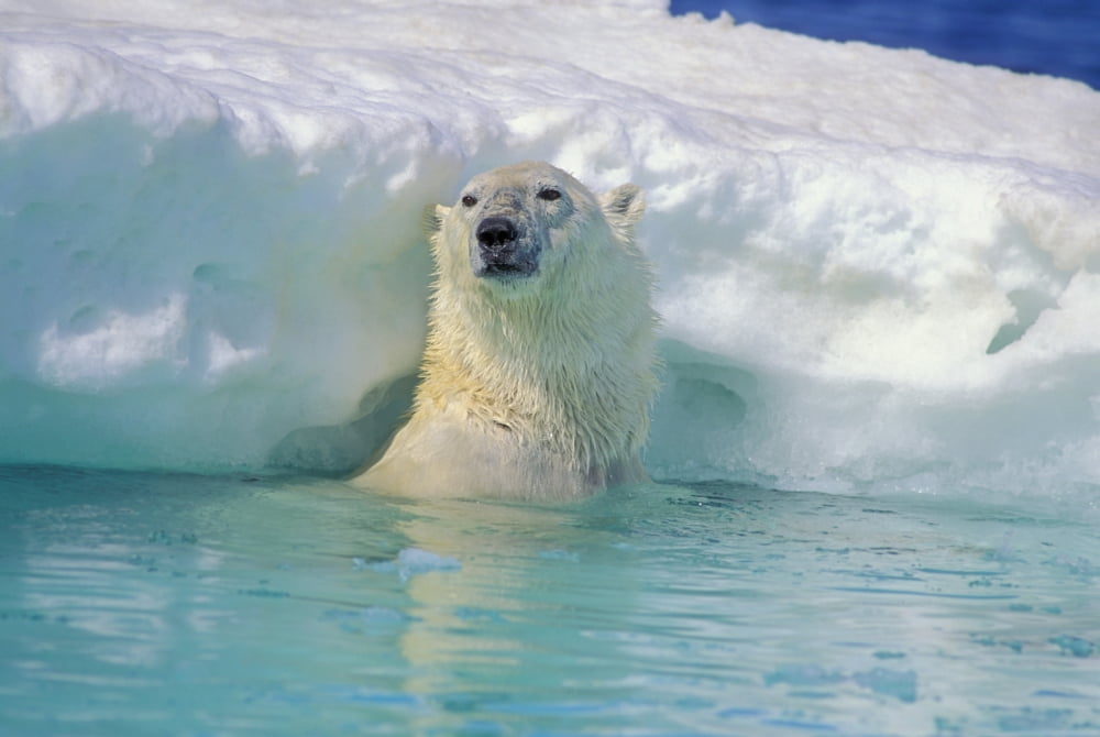 Polar Bear In Water Canvas Art - John Pitcher Design Pics (17 x 11)