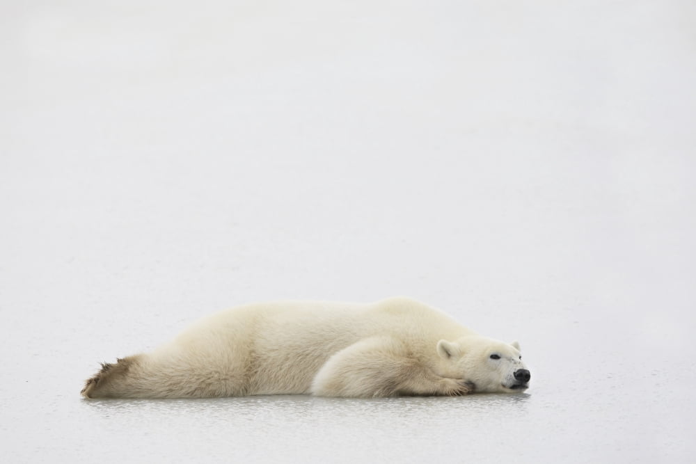 Polar Bear Laying Down Canvas Art - Richard Wear Design Pics (34 x 22)