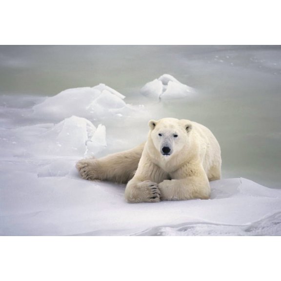 Polar Bear Lying On The Ice Churchill Manitoba Canada Spring Canvas Art - Jo Overholt Design Pics (18 x 12)