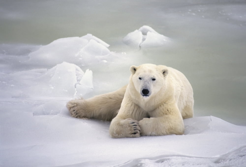 Polar Bear Lying On The Ice Churchill Manitoba Canada Spring Canvas Art - Jo Overholt Design Pics (36 x 24)