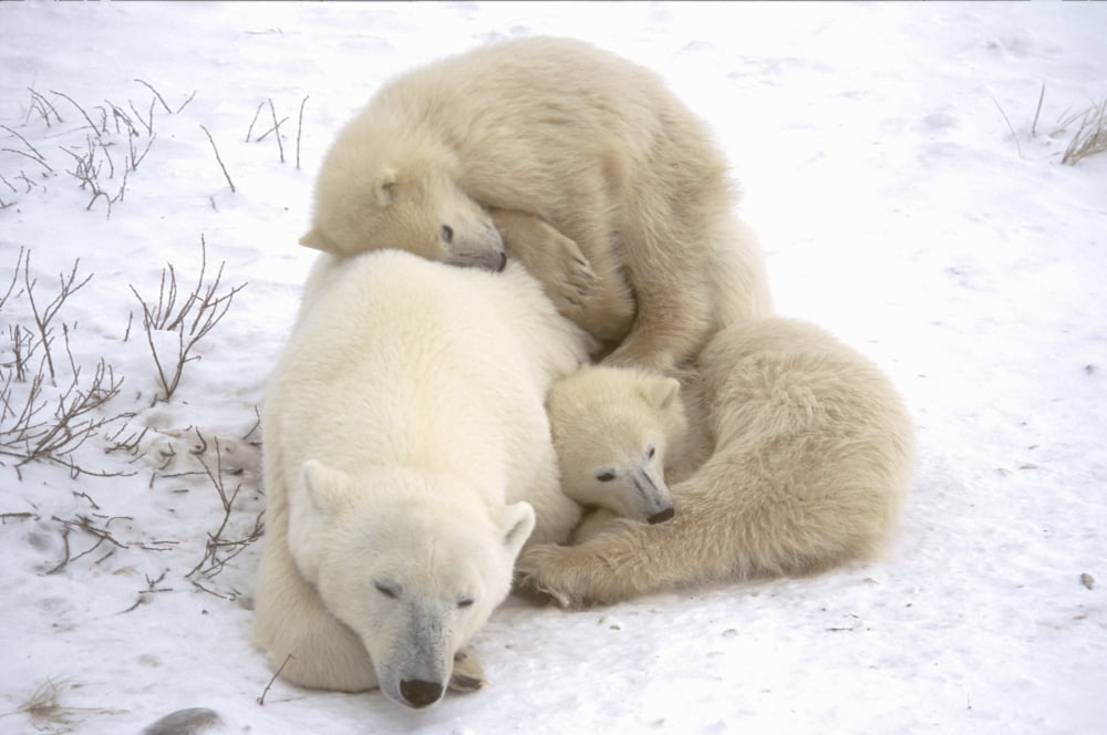 Polar Bear Mother And Cubs (Ursus Maritimus) Near Churchill Manitoba Canvas Art - Rebecca Grambo  Design Pics (34 x 22)