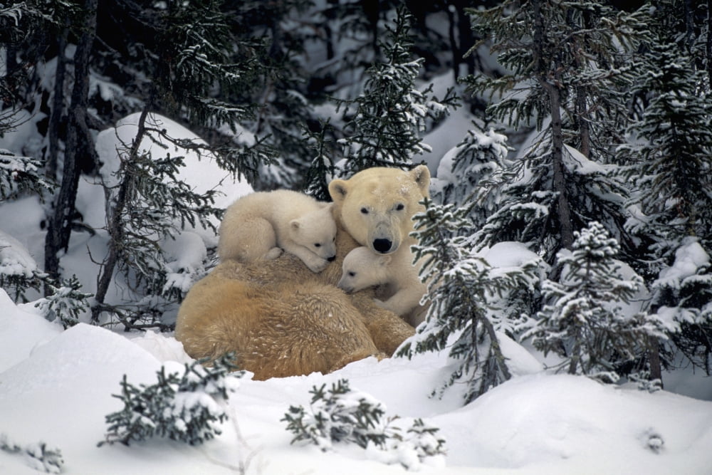 Polar Bear Mother & Cubs Cuddling Together In Forest Churchill Canada Spring Canvas Art - Bruce Lichtenberger Design Pics (34 x 22)