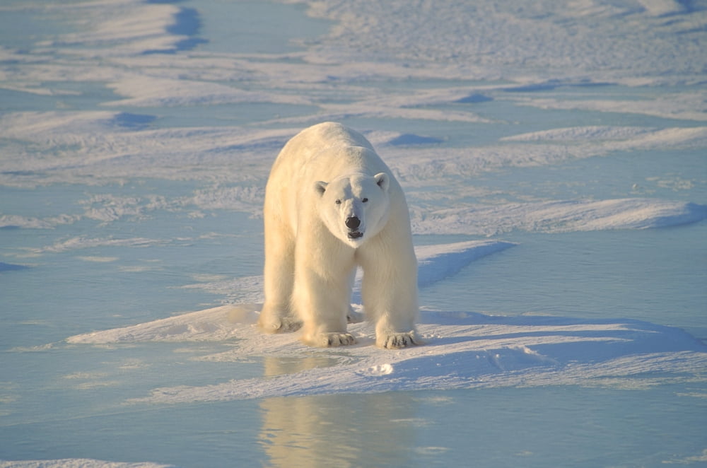 Polar Bear On Ice Canvas Art - John Pitcher Design Pics (17 x 11)