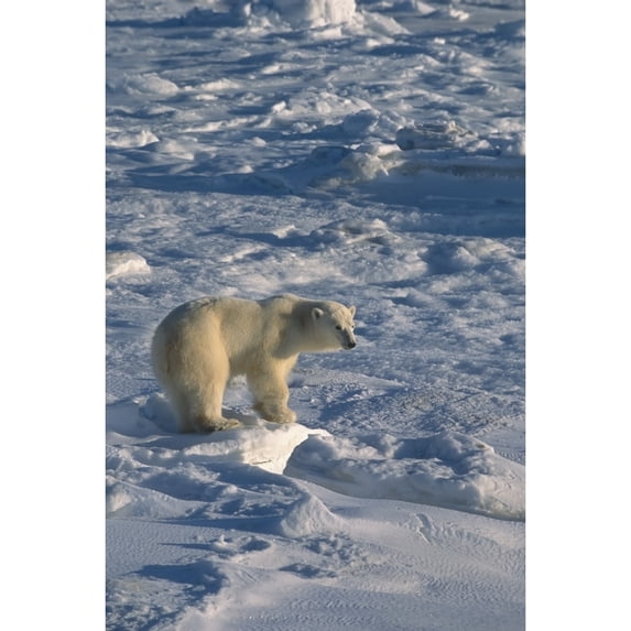 Polar Bear On Pack Ice Hudon Bay Churchill Canada Manitoba Winter by Tom Soucek / Design Pics
