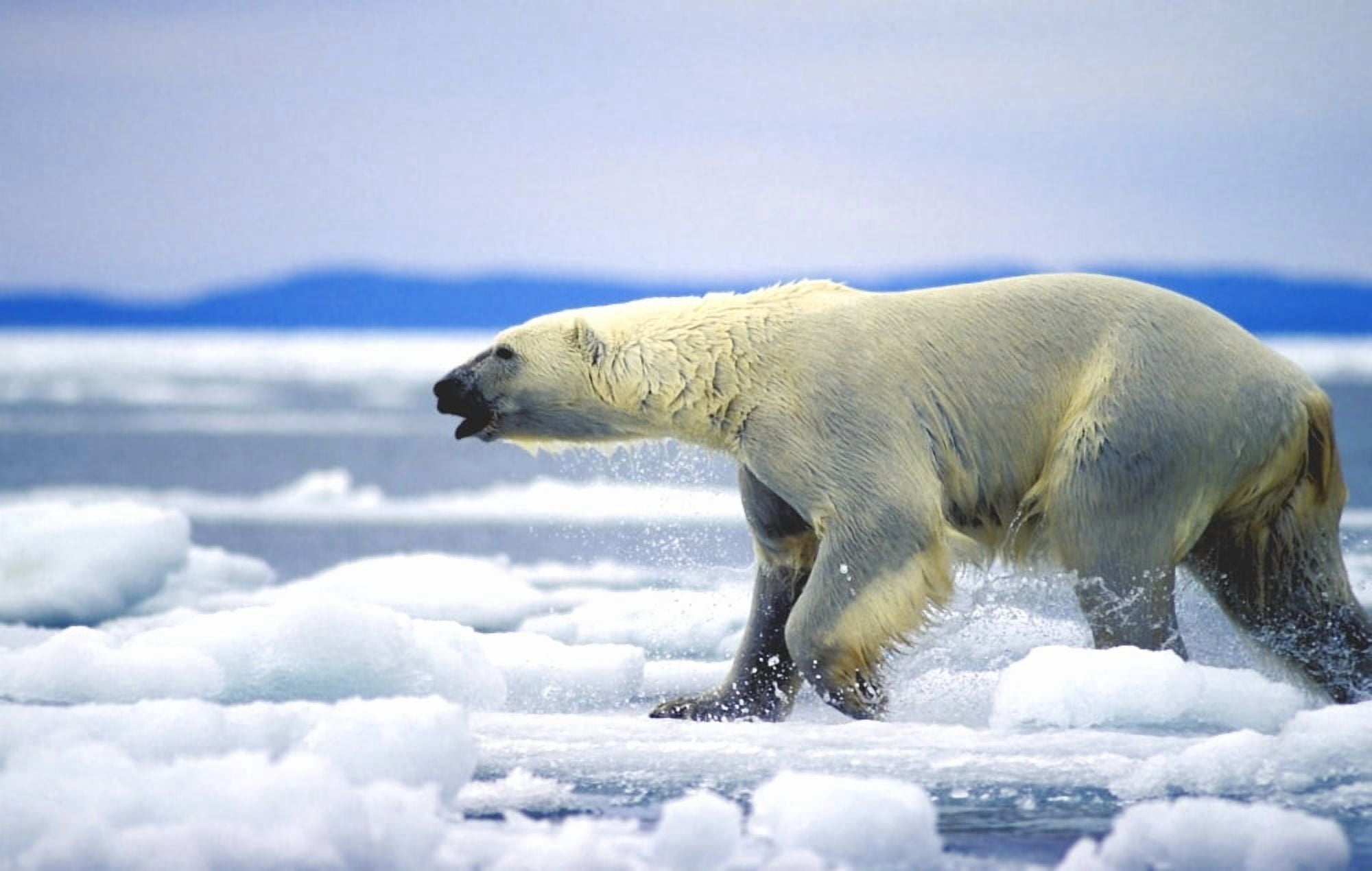 Polar Bear Running On An Ice Flow In Wager Bay Canada Canvas Art - John Pitcher Design Pics (17 x 11)