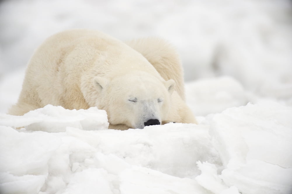 Polar Bear Sleeping In The SnowChurchill Manitoba Canada Canvas Art - Robert Postma Design Pics (19 x 12)