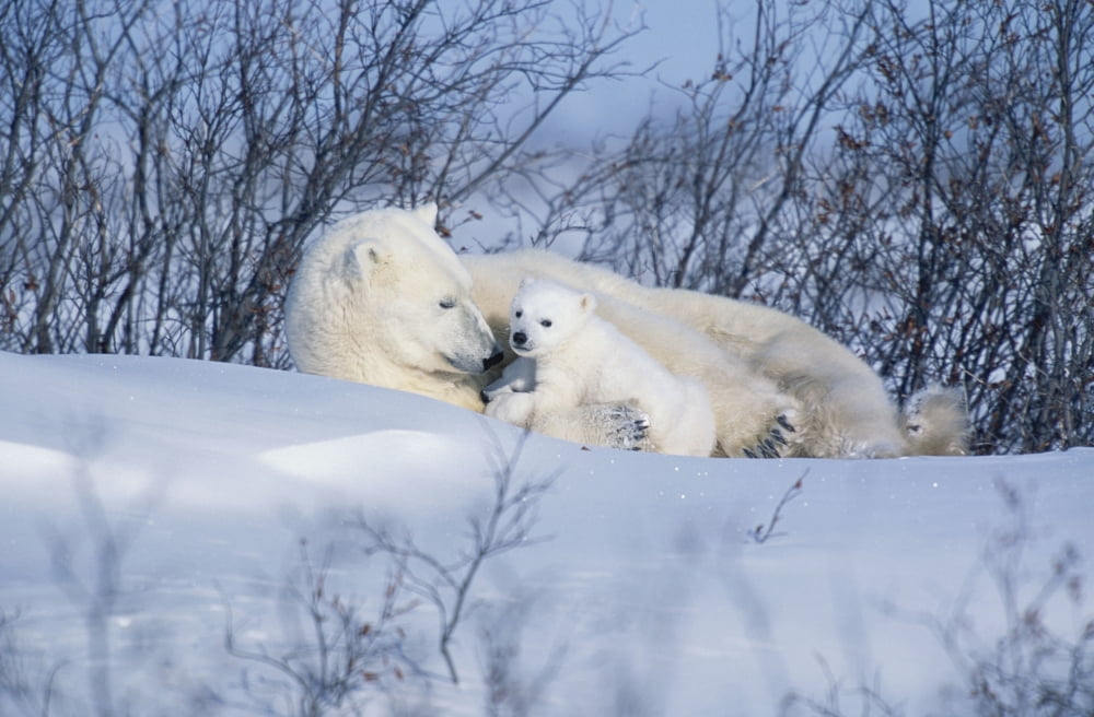 Polar Bear Sow & Cubs Resting In Snow Churchill Canada Canvas Art - Tom Soucek Design Pics (19 x 12)