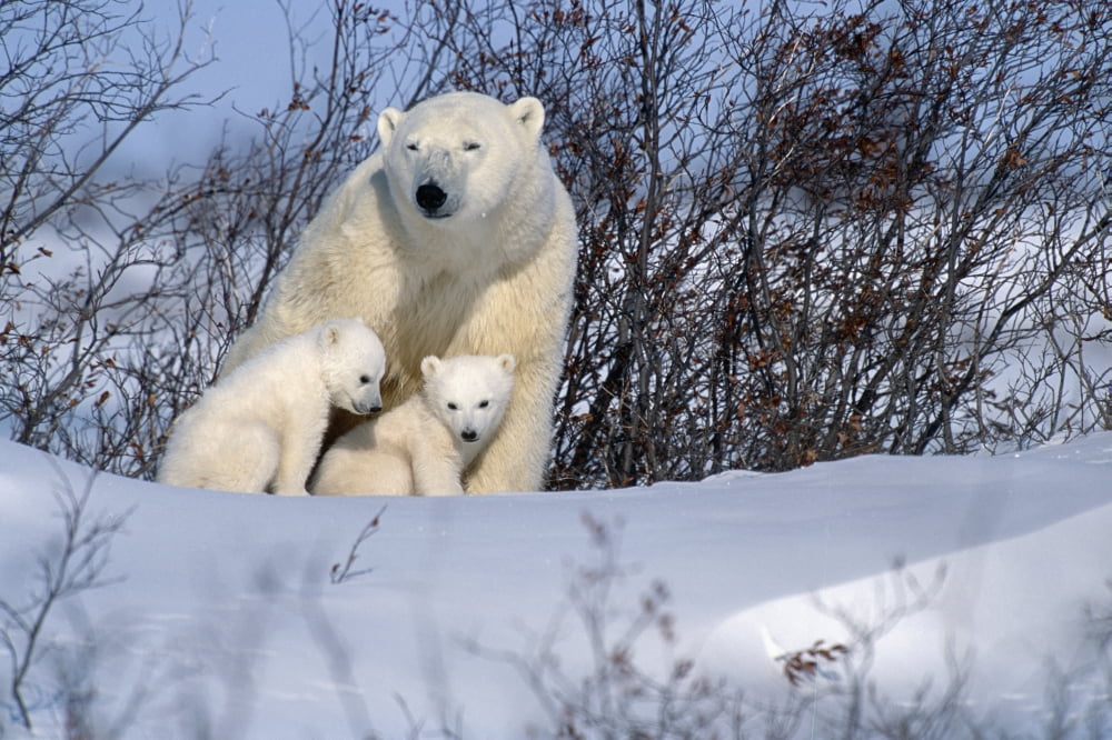 Polar Bear Sow & Cubs Resting In Snow Churchill Canada Canvas Art - Tom Soucek  Design Pics (38 x 24)