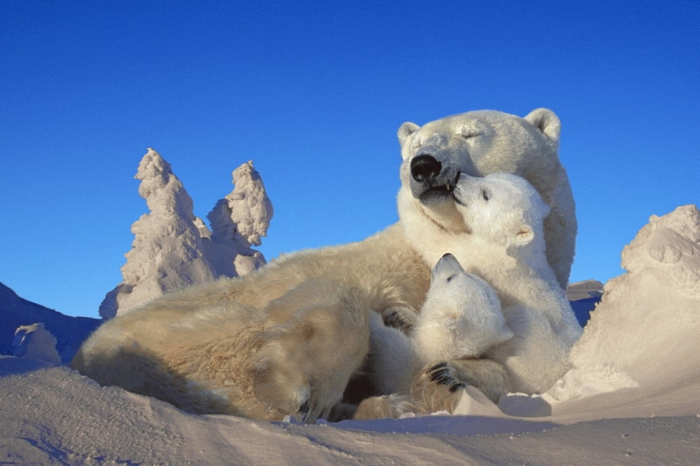 Polar Bear Sow & Cubs Resting In Snow Churchill Canada Composite Canvas Art - Tom Soucek Design Pics (19 x 12)