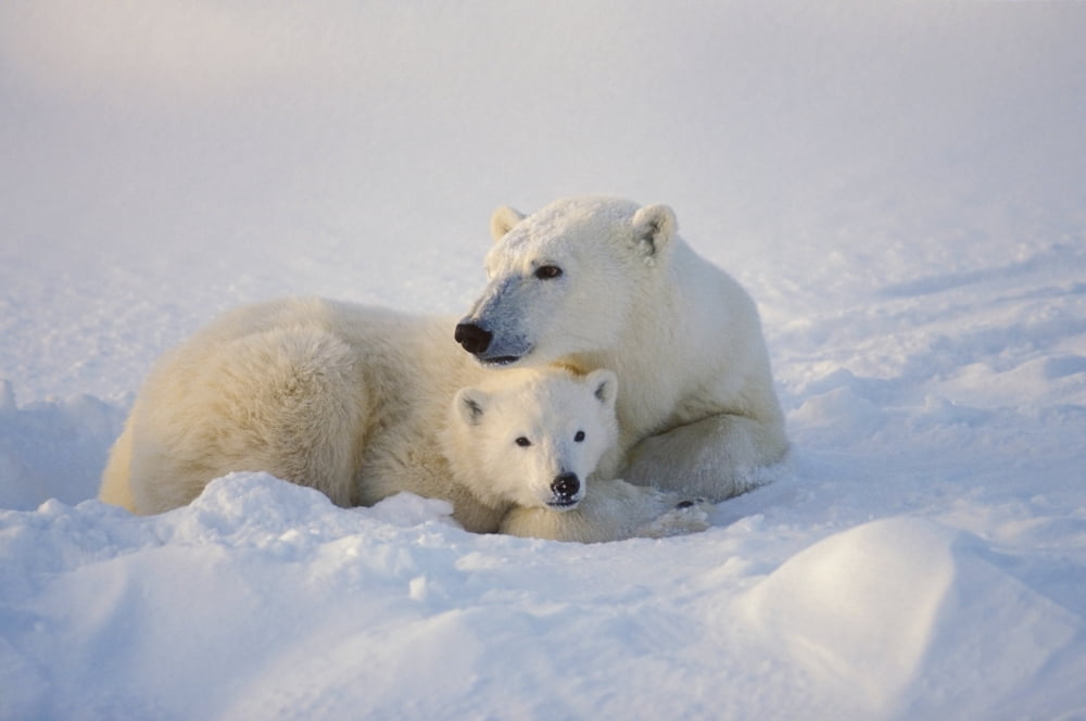 Polar Bear Sow With Cub Canvas Art - John Pitcher Design Pics (17 x 11)
