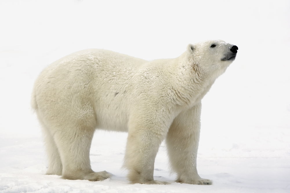 Polar Bear (Ursus Maritimus) Canvas Art - Richard Wear Design Pics (17 x 11)