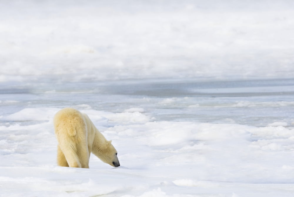 Polar Bear (Ursus Maritimus) Being Curious Sniffing And Exploring Territory For Food Churchill Manitoba Canada Canvas Art - Richard Wear Design Pics (38 x 24)