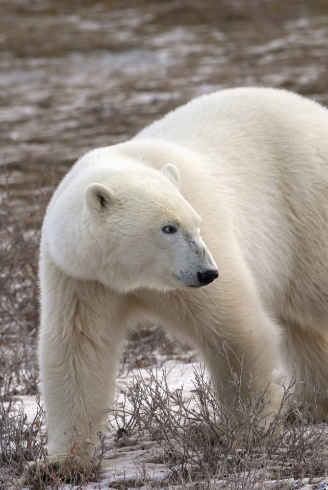 Polar Bear (Ursus Maritimus) Who Is Very Dangerous Looking As He Explores The Territory Churchill Manitoba Canada Canvas Art - Richard Wear Design Pics (24 x 38)