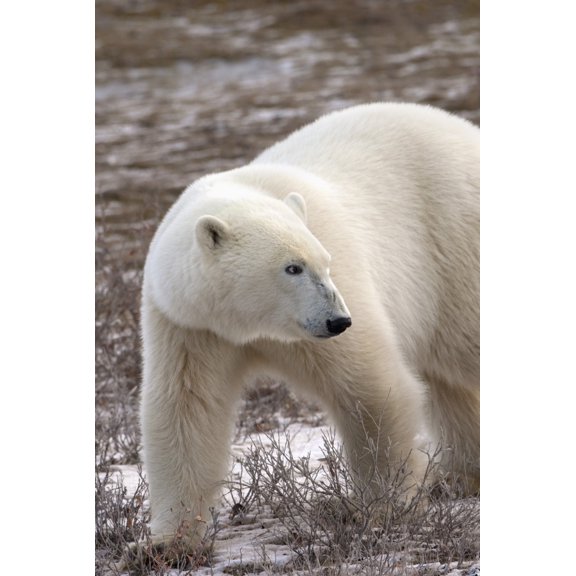 Polar Bear (Ursus Maritimus) Who Is Very Dangerous Looking As He Explores The Territory Churchill Manitoba Canada Canvas Art - Richard Wear Design Pics (24 x 38)