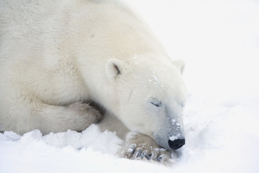 Polar Bear (Ursus Maritimus) Has His Eyes Closed During A Very Peaceful Sleep Churchill Manitoba Canada Canvas Art - Richard Wear Design Pics (19 x 12)