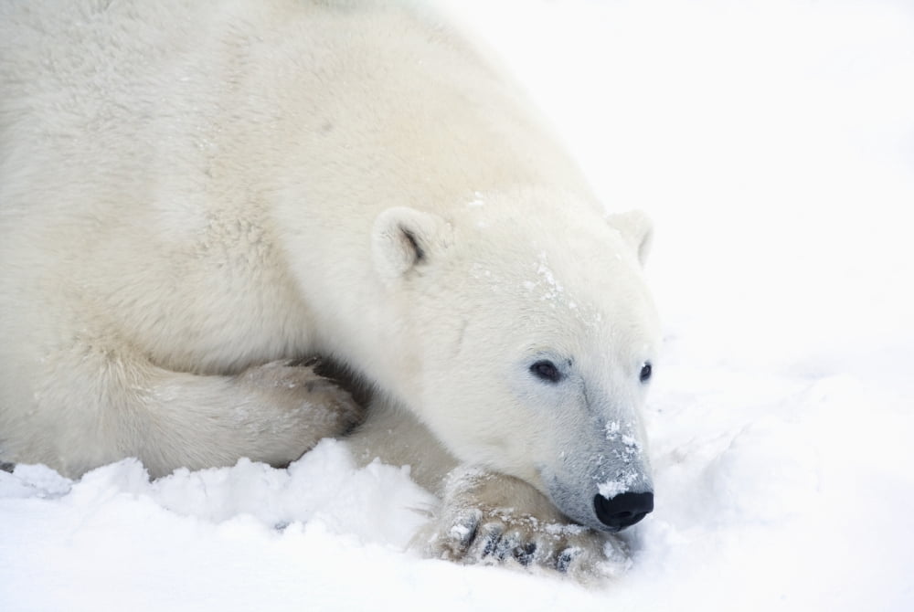 Polar Bear (Ursus Maritimus) Has His Eyes Open During A Very Peaceful Rest Churchill Manitoba Canada Canvas Art - Richard Wear Design Pics (38 x 24)