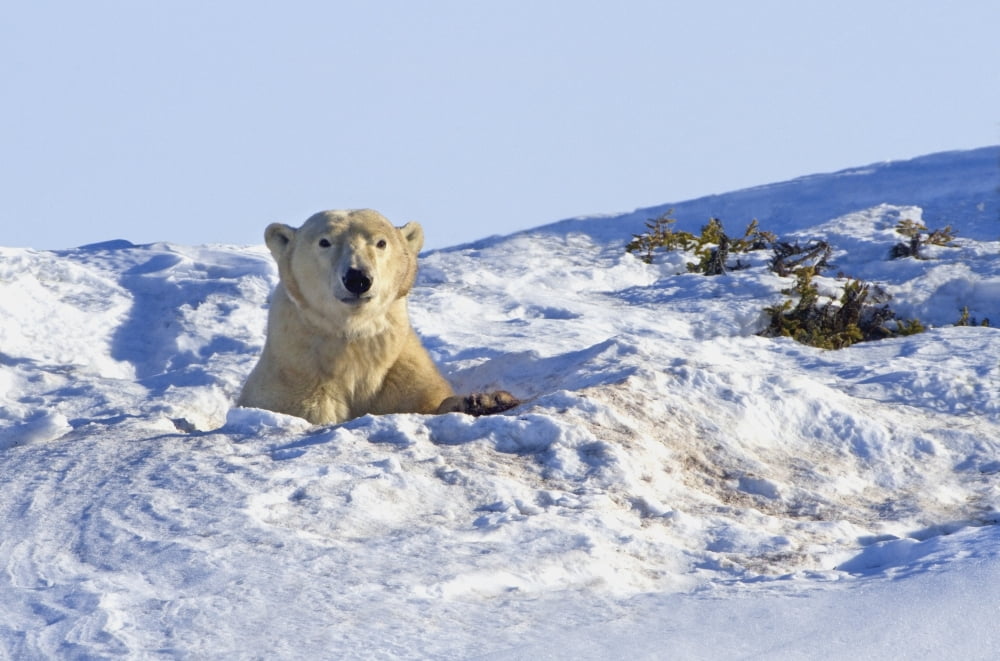 Polar Bear (Ursus Maritimus) In Wapusk National Park Churchill Manitoba Canada Canvas Art - Richard Wear Design Pics (17 x 11)