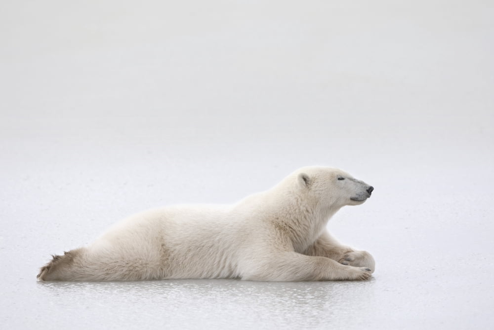 Polar Bear (Ursus Maritimus) Laying On A Lake Of Ice Churchill Manitoba Canada Canvas Art - Richard Wear Design Pics (19 x 12)