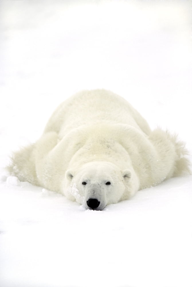 Polar Bear (Ursus Maritimus) Lying On Tummy In Snow Near Churchill Manitoba Canvas Art - Rebecca Grambo Design Pics (22 x 34)