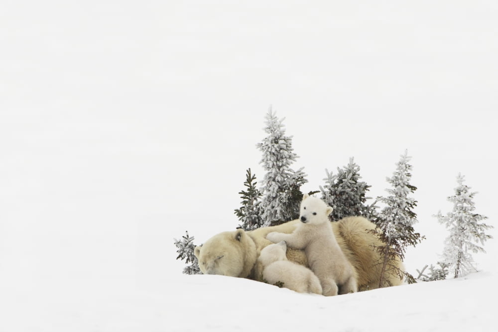 Polar Bear (Ursus Maritimus) Mother And Her Cubs Playing In The Snow In Wapusk National Park Churchill Manitoba Canada Canvas Art - Richard Wear Design Pics (34 x 22)