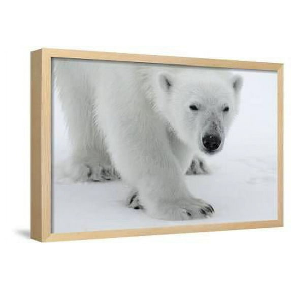 Polar Bear Ursus Maritimus Portrait, Svalbard, Norway, July 2008, Animals World Culture Framed Art Print Wall Art by de la Sold by Art.Com
