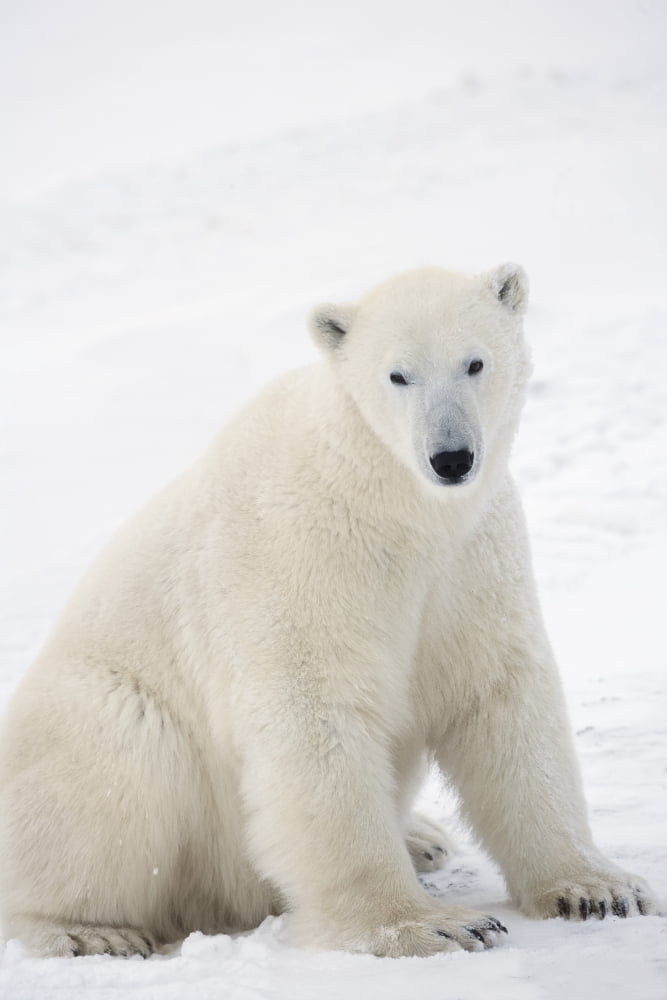 Polar Bear (Ursus Maritimus) Sitting On His Hind Legs Gazing Into The Camera Churchill Manitoba Canada Canvas Art - Richard Wear Design Pics (13 x 20)