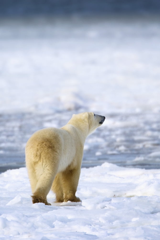 Polar Bear (Ursus Maritimus) Sniffs The Air As He Is On The Hunt For Food Churchill Manitoba Canada Canvas Art - Richard Wear Design Pics (12 x 19)