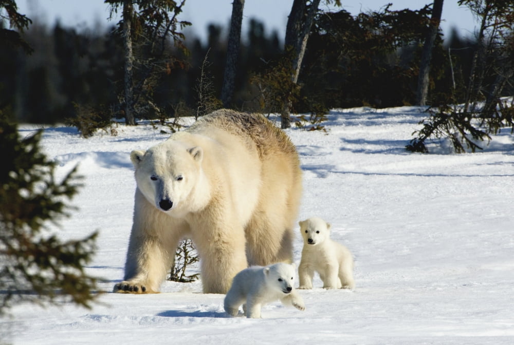 Polar Bear (Ursus Maritimus) Sow And Cubs Walking In Wapusk National Park Churchill Manitoba Canada Canvas Art - Richard Wear  Design Pics (17 x 11)
