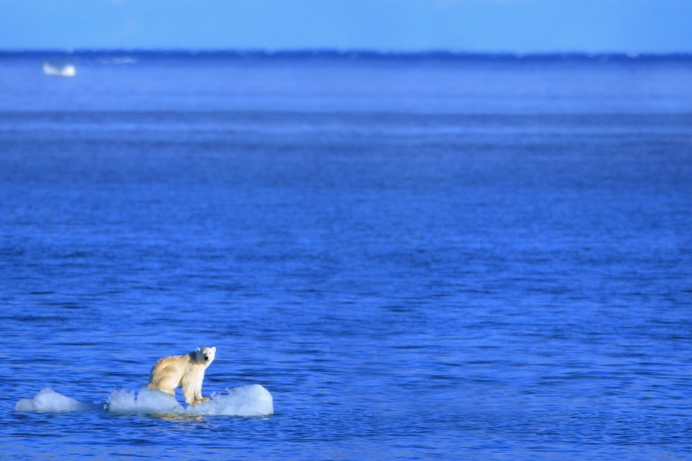 Polar Bear (Ursus Maritimus) Standing On A Piece Of Floating Ice Coburg Island Nunavut Canada Canvas Art - Richard Wear Design Pics (34 x 22)