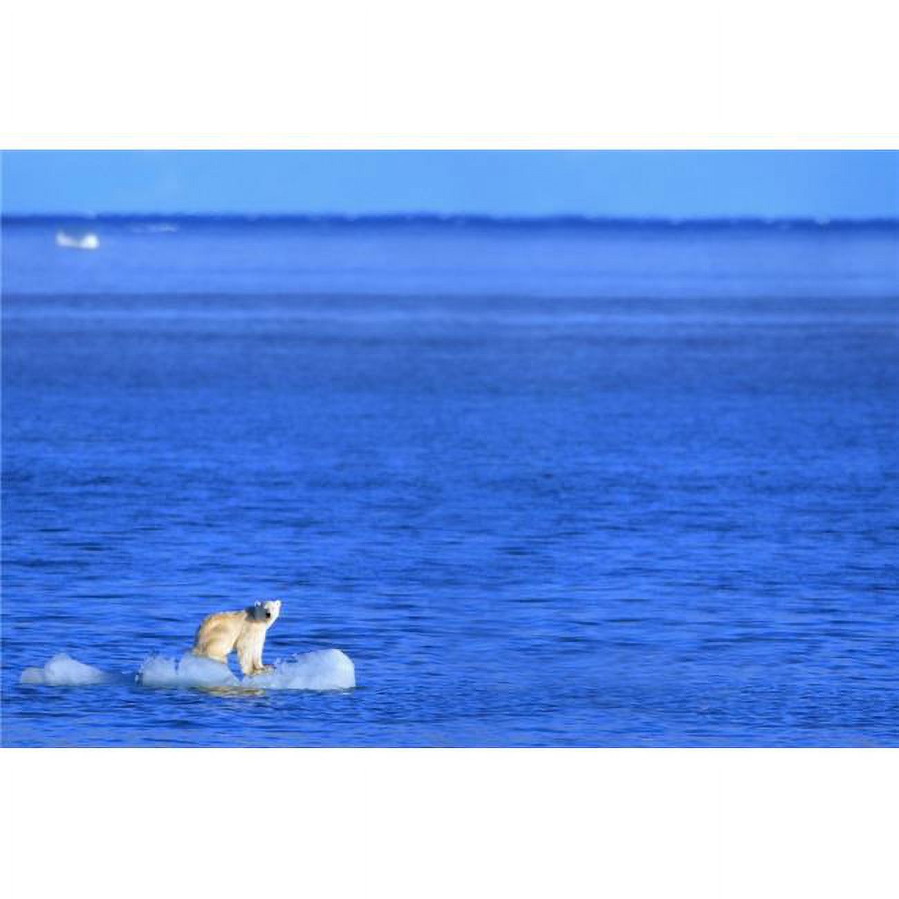 Polar Bear Ursus Maritimus Standing On A Piece of Floating Ice Coburg