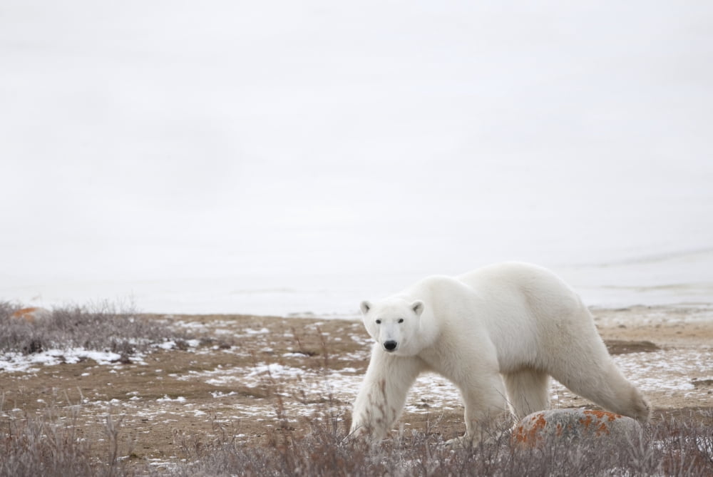 Polar Bear (Ursus Maritimus) Staring Ahead As It Walks Across The Frozen Tundra Churchill Manitoba Canada Canvas Art - Richard Wear Design Pics (38 x 24)