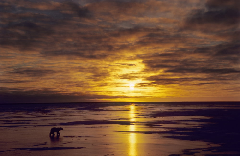 Polar Bear (Ursus Maritimus) Walking Across Ice At Sunset Cape Churchill Manitoba Canvas Art - Rebecca Grambo Design Pics (18 x 11)