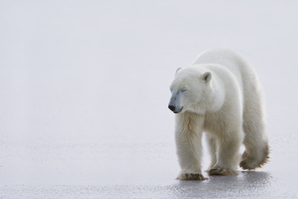Polar Bear (Ursus Maritimus) Walking On Ice With Eyes Closed Looking Gentle And Calm Churchill Manitoba Canada Canvas Art - Richard Wear Design Pics (19 x 12)