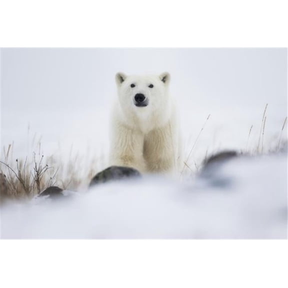 Polar Bear Ursus Maritimus in a Blizzard - Churchill Manitoba Canada Poster Print by Robert Postma - 19 x 12