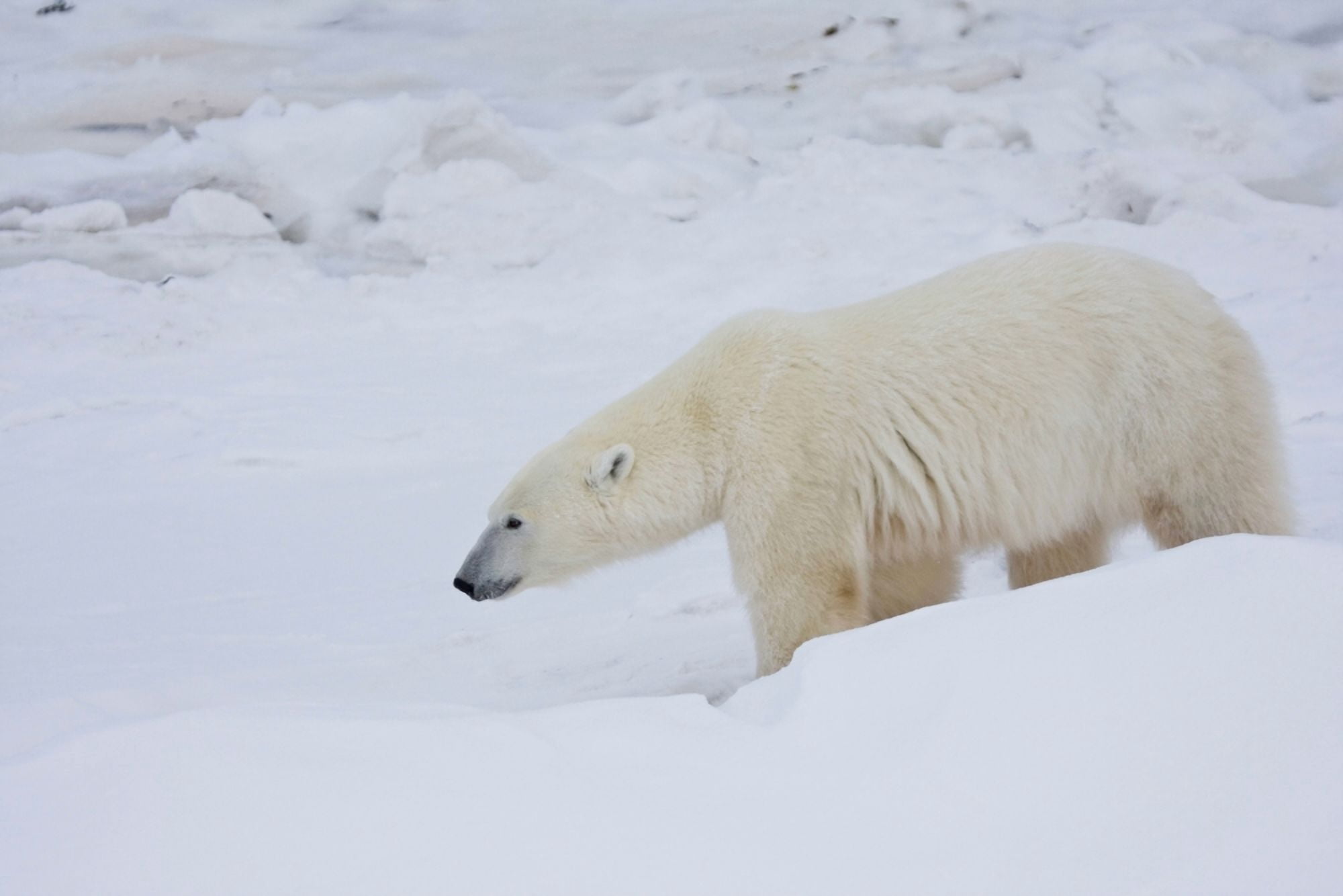 Polar Bear (Ursus maritimus) walking in snow Churchill Wildlife Management Area Churchill Manitoba Canada Canvas Art - Panoramic Images (18 x 24)