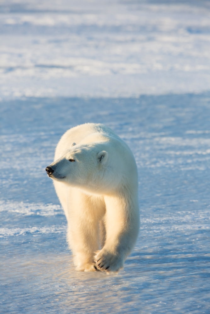 Polar Bear (Ursus maritimus) walking in snow Churchill Wildlife Management Area Churchill Manitoba Canada Canvas Art - Panoramic Images (24 x 36)