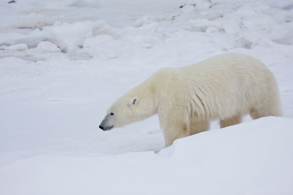 Polar Bear (Ursus maritimus) walking in snow Churchill Wildlife Management Area Churchill Manitoba Canada Canvas Art - Panoramic Images (24 x 36)