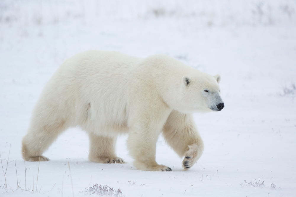 Polar Bear (Ursus maritimus) walking in snow Churchill Wildlife Management Area Churchill Manitoba Canada Canvas Art - Panoramic Images (24 x 36)