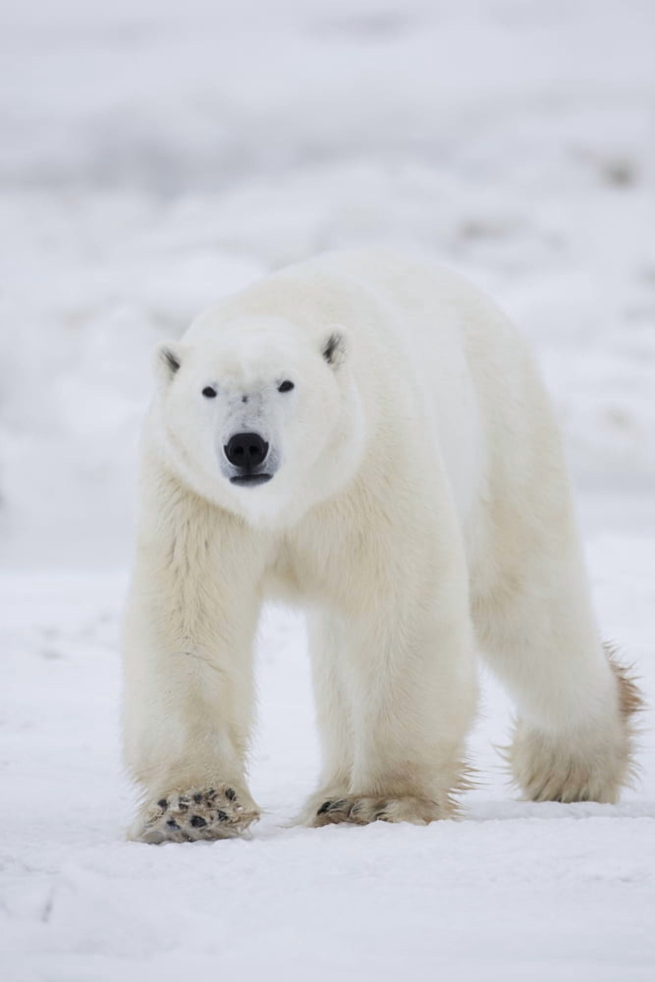 Polar Bear Walking Across Snow And IceChurchill Manitoba Canada Canvas Art - Robert Postma Design Pics (24 x 38)