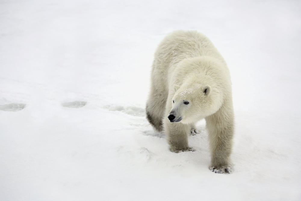 Polar Bear Walking Canvas Art - Richard Wear Design Pics (17 x 11)
