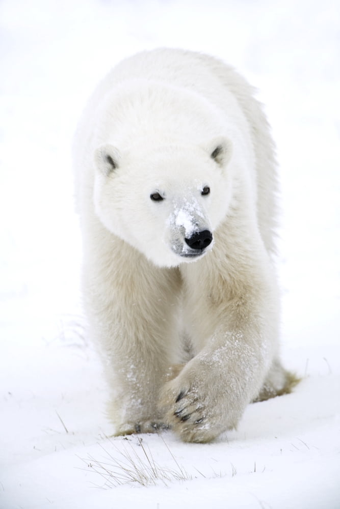 Polar Bear Walking Canvas Art - Richard Wear Design Pics (22 x 34)