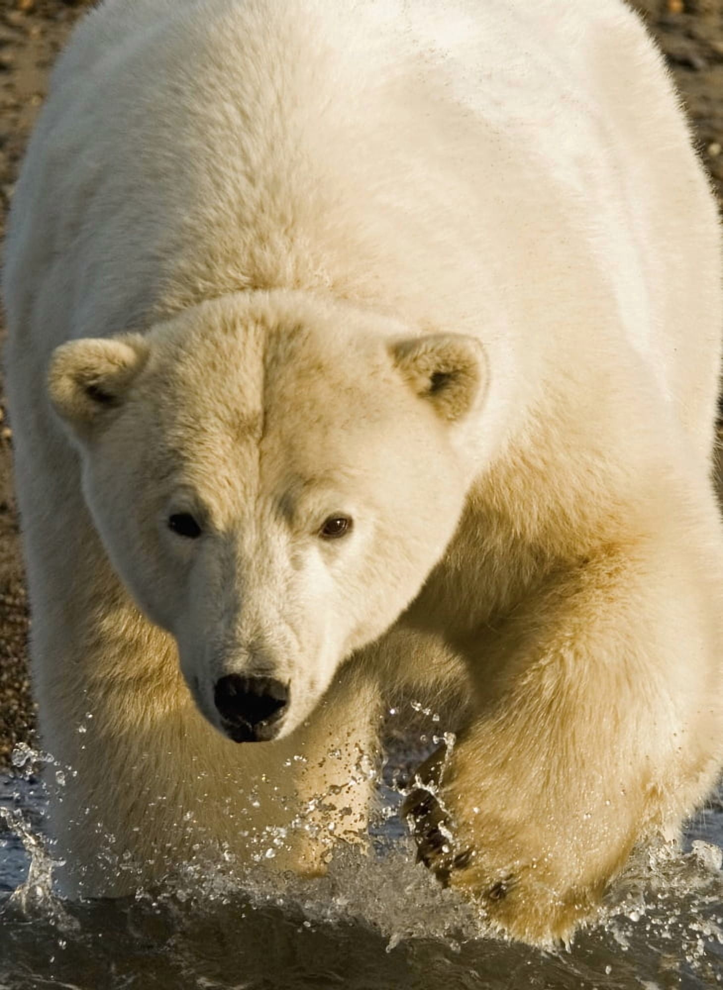 Polar Bear Walking Into The Coastal Waters Near Kaktovik Alaska Canvas Art - Nick Jans Design Pics (13 x 18)